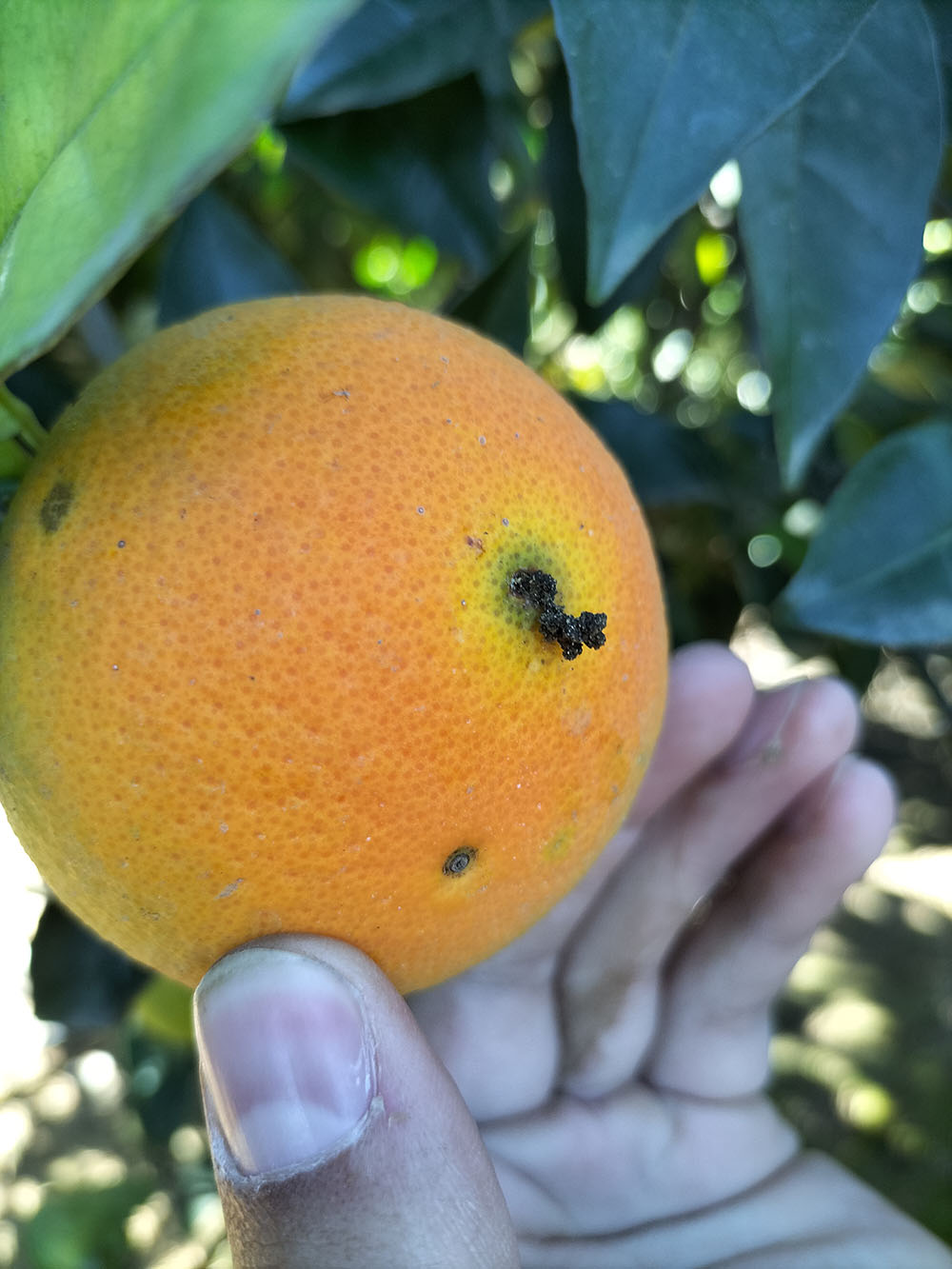 The Critical Role Of Orchard Sanitation In Controlling Fruit Fly And 